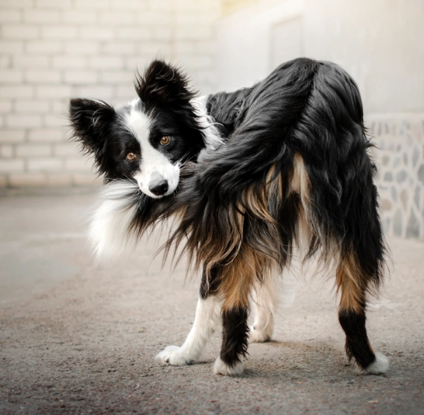 Dog biting his tail